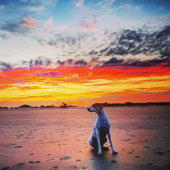 Meet your Posher, Chase - Picture 1 of 1